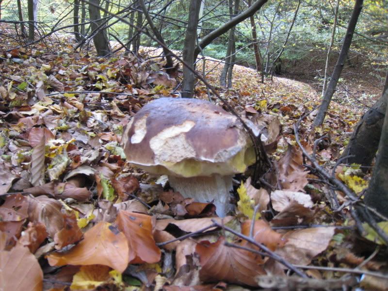 PORCINI INGLESI Le Nostre Uscite ANNO 2010 A passeggio nel bosco